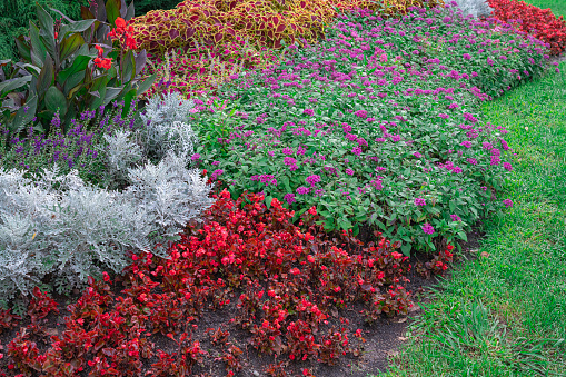 flowerbeds of multicolored flowers and plants close-up. photo