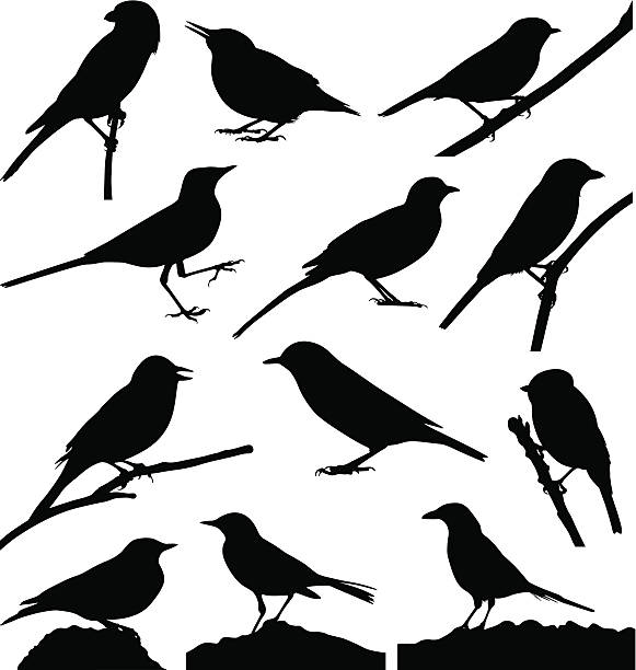 Birds Birds Silhouette lake martin stock illustrations