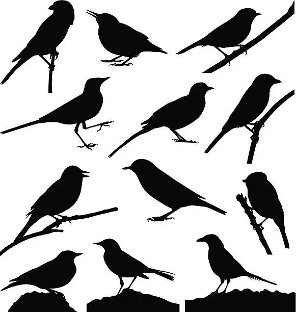 Vector illustration of Birds