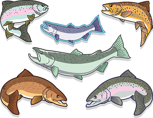 ilustraciones, imágenes clip art, dibujos animados e iconos de stock de pescado: juego de salmón y trucha - speckled trout illustrations