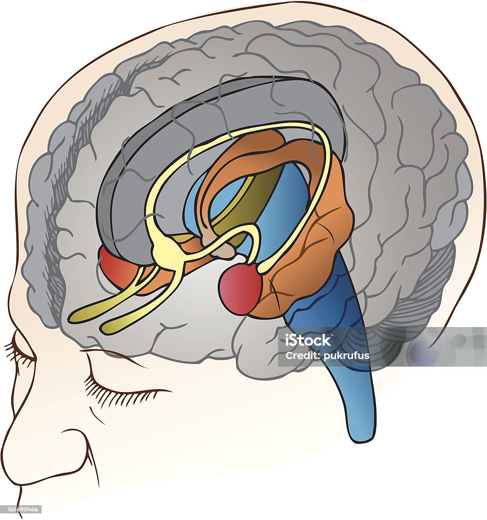 Cerebro - arte vectorial de Amígdala libre de derechos