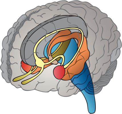 This is an illustration of the brain with the Limbic System drawn separately within the brain. The colors help to show the different parts of the Limbic System inside the brain.  This will be useful as clip-art and for instructional materials. 