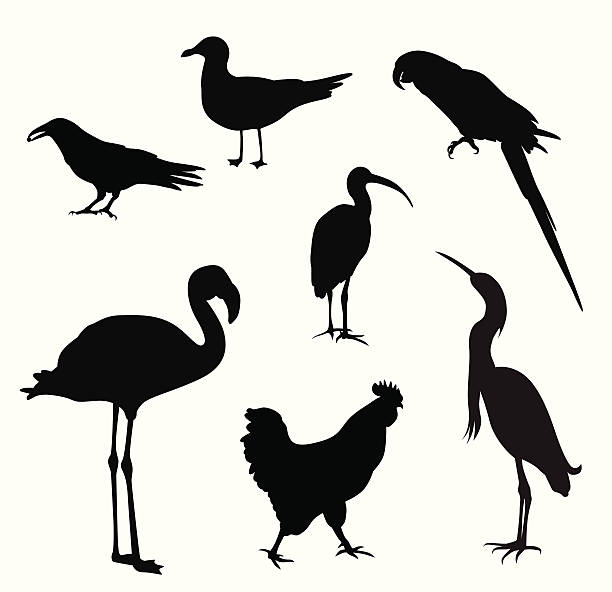 Birdies Vector Silhouette A-Digit raven corvus corax bird squawking stock illustrations