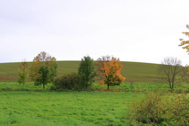 осенний пейзаж близ диппольдисвальде в саксонии, германия - cirrostratus nobody field autumn стоковые фото и изображения