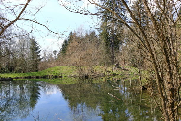 istock small lake in a wood with reflections 1656912694
