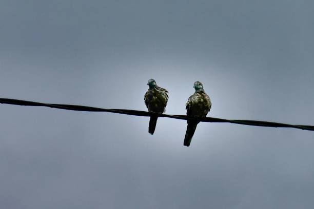 istock Pigeons perched atop a telephone wire silhouetted against a blue sky 1656920809