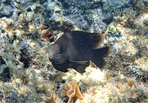 A vibrant close-up of a damselfish swimming in a gentle, sunlit body of water