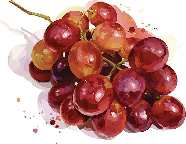포도 - red grape stock illustrations