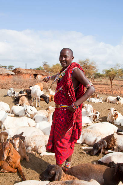 istock Young maasaj with traditional jevellry hearding goats. 165692432