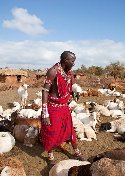 istock Young maasaj with traditional jevellry hearding goats. 165692468