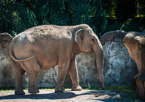 a lovely elephant in in a zoo