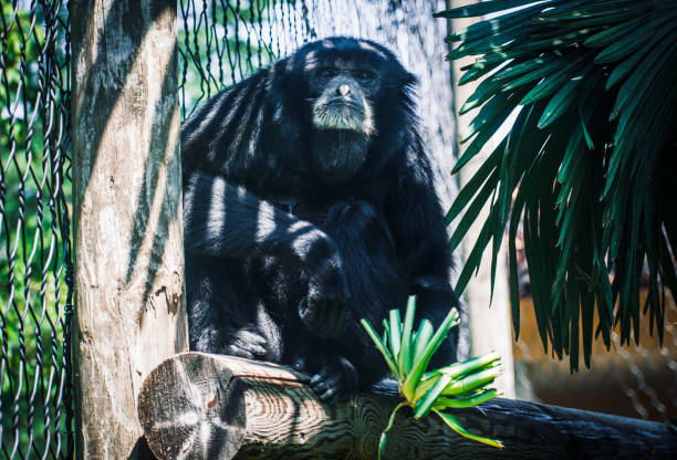 istock lovely monkey in a cage in a zoo 1656926652