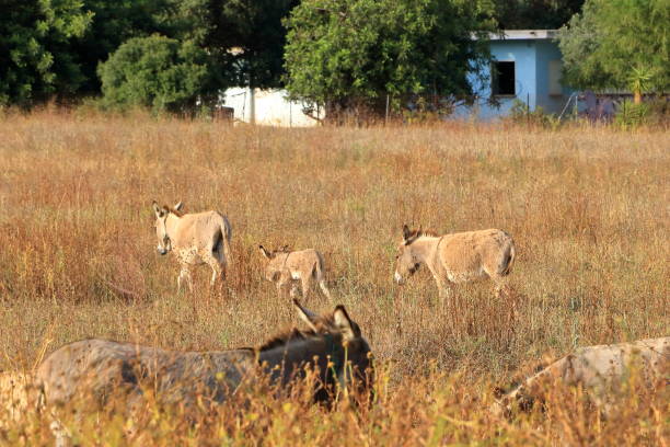 a herd of donkeys with offspring in sardinia