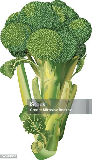 ブロッコリヘルシーな緑の植物 - アブラナ科のベクターアート素材や画像を多数ご用意 - アブラナ科, イラストレーション, オーガニック