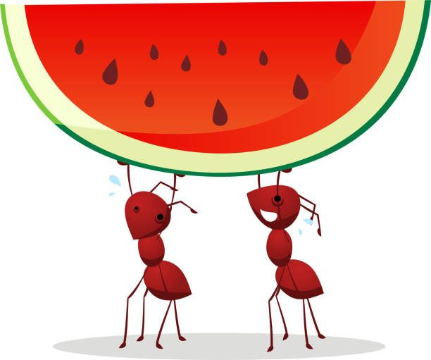 ilustrações, clipart, desenhos animados e ícones de casal de formigas carregar metade verde e vermelho de melancia - formigas trabalhando