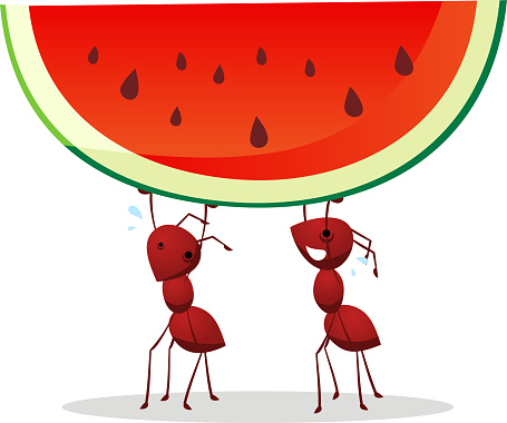Two brown ants carrying a green and red watermelon with seeds, vector illustration.