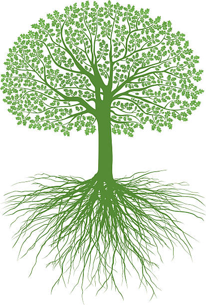 illustrazioni stock, clip art, cartoni animati e icone di tendenza di great oak radici - origins oak tree growth plant