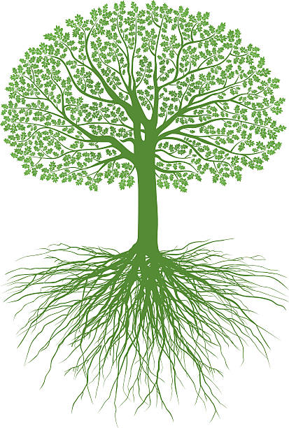 ilustrações de stock, clip art, desenhos animados e ícones de grande oak raízes - origins oak tree growth plant