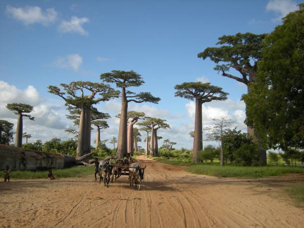 istock Baobab avenue in Morondava, Madagascar 1656934786