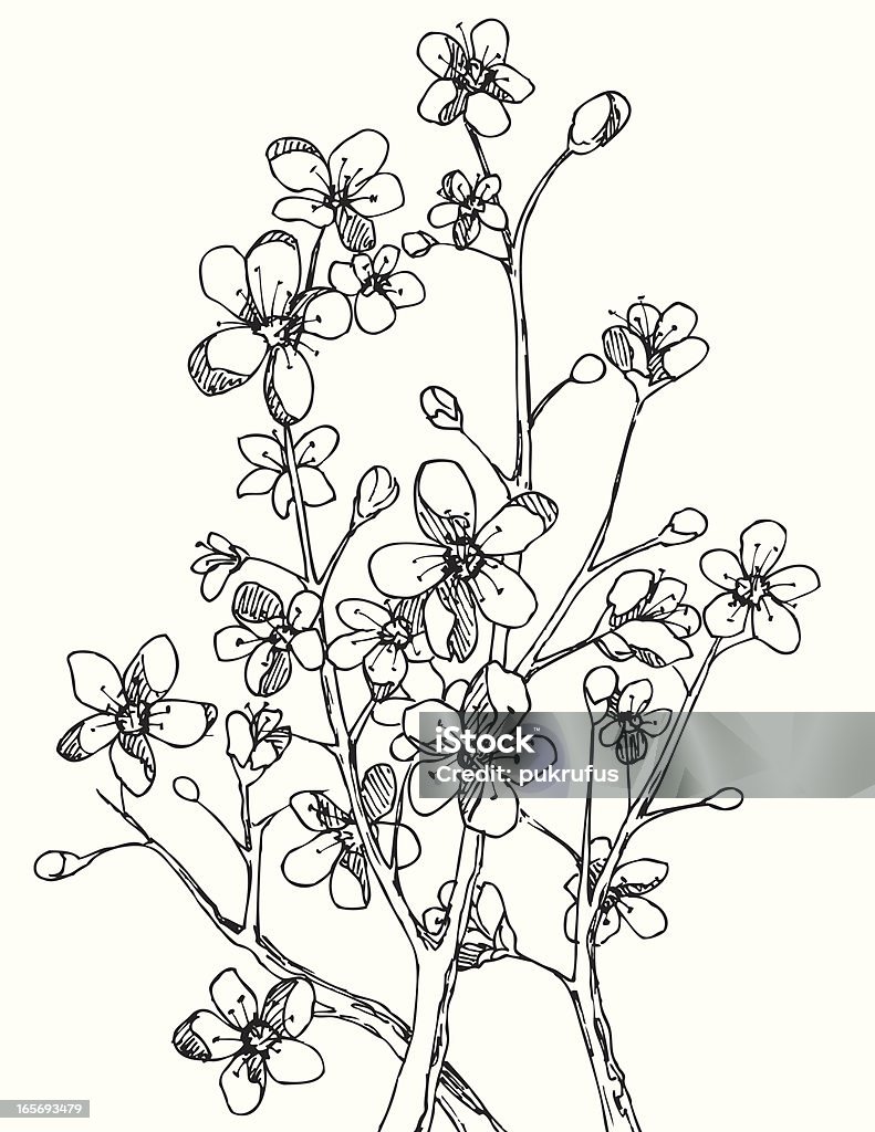 Branch Blossom in Black and White Blossoms on some branches in early spring before the leaves have come out.  This illustration is in black and white. Beauty In Nature stock vector