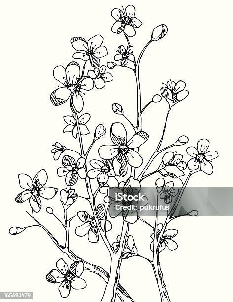 Branch Blossom In Black And White Stock Illustration - Download Image Now - Beauty In Nature, Black Color, Blossom