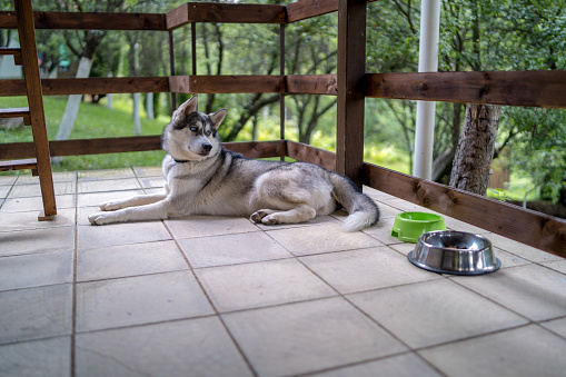 Siberian Husky with blue eyes looking into Camera