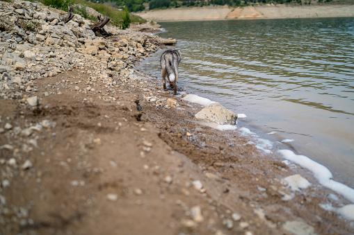 Siberian Husky dog grey-color with blue eyes near lake
