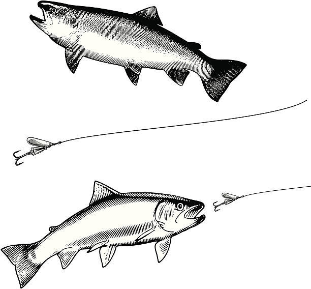 illustrazioni stock, clip art, cartoni animati e icone di tendenza di trota arcobaleno e esca & bianco e nero - freshwater fishing