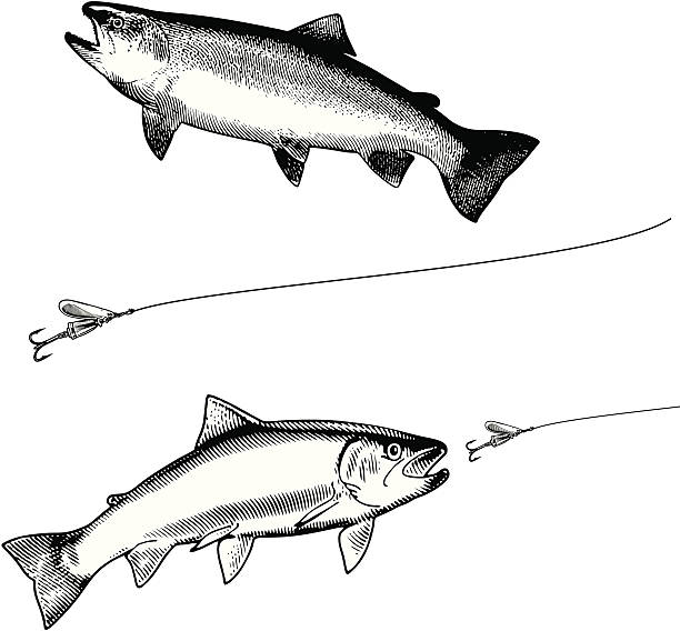 Rainbow Trout and Lure Black & White Black and white engraving-style illustrations of two Rainbow Trout and a spinner. Fully editable vector art. fly fishing illustrations stock illustrations