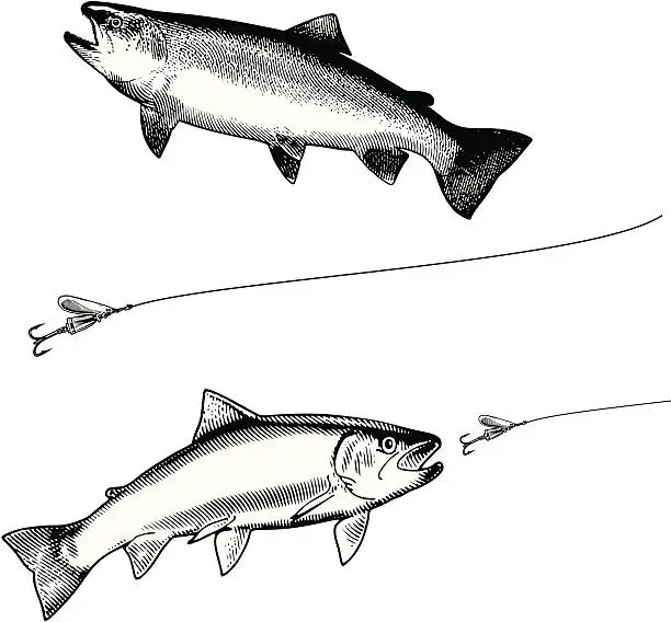 Vector illustration of Rainbow Trout and Lure Black & White