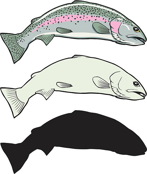 ilustraciones, imágenes clip art, dibujos animados e iconos de stock de de trucha arco iris ilustración - bull trout