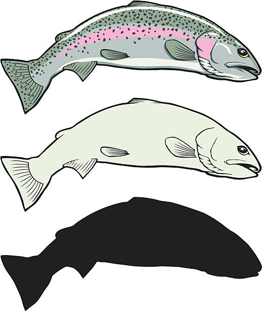 Rainbow Trout Illustration Set A set of Rainbow Trout Illustrations, from full detail to a simple silhouette. Each object is grouped separately, so its ready to go for any needs. Enjoy!  bull trout stock illustrations