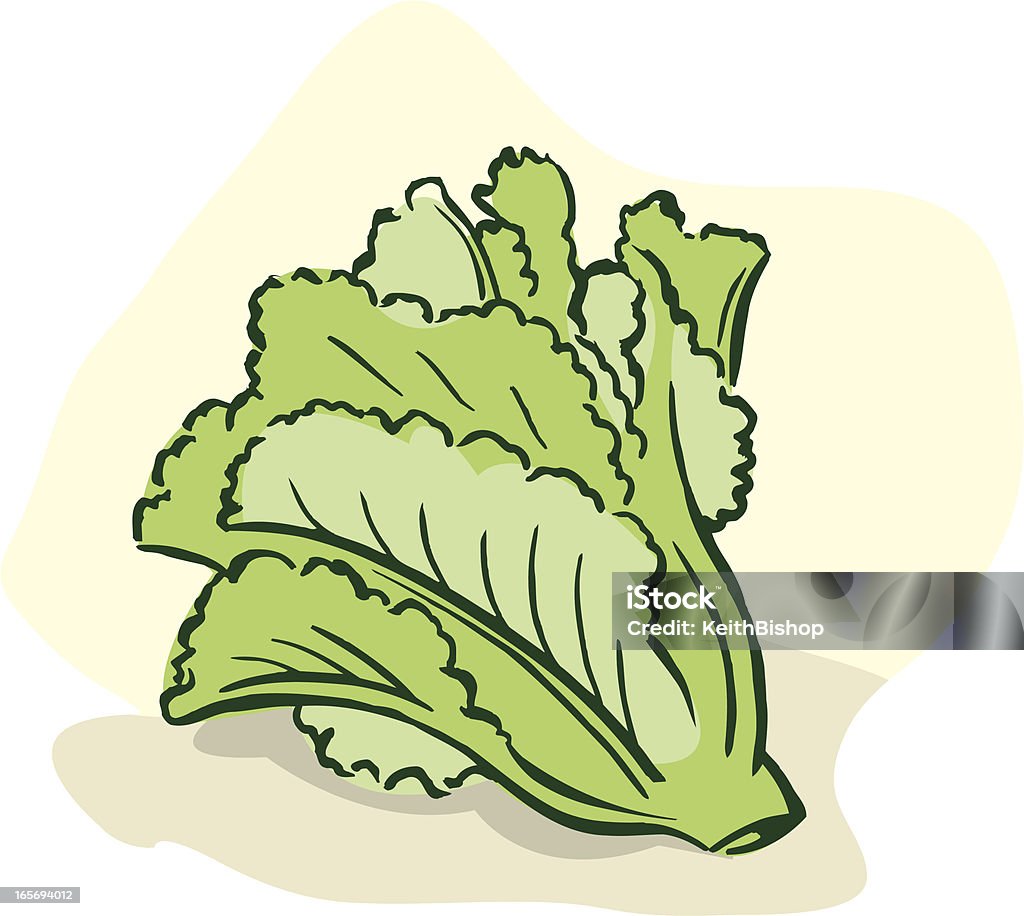 Head of Salat-Gemüse - Lizenzfrei Abnehmen Vektorgrafik