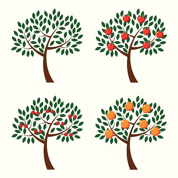 Fruit Trees vector art illustration