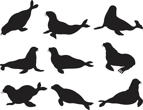 Vector illustration of Seals in action