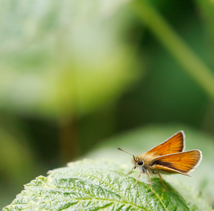 The Essex skipper (Thymelicus lineola) is a butterfly in family Hesperiidae. In North America, it is known as the European skipper.

With a wingspan of 2.5 to 2.9 cm, it is very similar in appearance to the small skipper Thymelicus sylvestris. They can be told apart by the undersides of the tips of their antennae: the Essex skipper's antennae are black, whereas those of the small skipper are orange. This butterfly occurs throughout much of the Palaearctic region. Its range is from southern Scandinavia through Europe to North Africa and east to Central Asia It was only identified in the UK in 1889, and its range is expanding both in England and in northern Europe. In North America, this butterfly was accidentally introduced in 1910 via London, Ontario and has spread across southern Canada and into several northern US states.
Life cycle:
Eggs are laid in strings on the stems of grasses where they remain over the winter. The Essex skipper's favoured foodplant is cock's-foot (Dactylis glomerata), and it rarely uses the small skipper's favoured foodplant Yorkshire fog. Essex skippers' other foods include creeping soft grass (Holcus mollis), couch grass (Elymus repens), timothy-grass (Phleum pratense), meadow foxtail (Alopecurus pratensis), false brome (Brachypodium sylvaticum) and tor-grass (Brachypodium pinnatum). This skipper's caterpillars emerge in the spring and feed until June before forming shelters from leaves tied with silk at the base of the foodplant to pupate. Adults fly from July through August. Like most skippers, they are fairly strictly diurnal, though individuals are very rarely encountered during the night (source Wikipedia).

This is a quite common species in the described Habitats in the Netherlands.