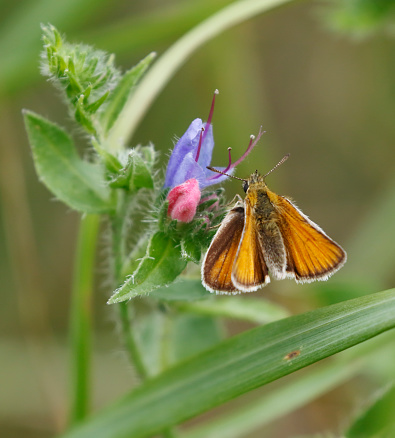 The Essex skipper (Thymelicus lineola) is a butterfly in family Hesperiidae. In North America, it is known as the European skipper.

With a wingspan of 2.5 to 2.9 cm, it is very similar in appearance to the small skipper Thymelicus sylvestris. They can be told apart by the undersides of the tips of their antennae: the Essex skipper's antennae are black, whereas those of the small skipper are orange. This butterfly occurs throughout much of the Palaearctic region. Its range is from southern Scandinavia through Europe to North Africa and east to Central Asia It was only identified in the UK in 1889, and its range is expanding both in England and in northern Europe. In North America, this butterfly was accidentally introduced in 1910 via London, Ontario and has spread across southern Canada and into several northern US states.
Life cycle:
Eggs are laid in strings on the stems of grasses where they remain over the winter. The Essex skipper's favoured foodplant is cock's-foot (Dactylis glomerata), and it rarely uses the small skipper's favoured foodplant Yorkshire fog. Essex skippers' other foods include creeping soft grass (Holcus mollis), couch grass (Elymus repens), timothy-grass (Phleum pratense), meadow foxtail (Alopecurus pratensis), false brome (Brachypodium sylvaticum) and tor-grass (Brachypodium pinnatum). This skipper's caterpillars emerge in the spring and feed until June before forming shelters from leaves tied with silk at the base of the foodplant to pupate. Adults fly from July through August. Like most skippers, they are fairly strictly diurnal, though individuals are very rarely encountered during the night (source Wikipedia).

This is a quite common species in the described Habitats in the Netherlands.