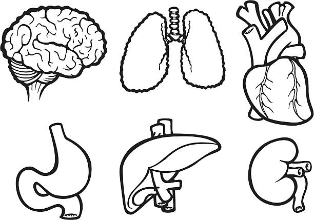 organ ikony w czarny i biały - stomach the human body abdomen human digestive system stock illustrations