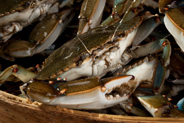 istock Basket of Blue Crabs 165695433