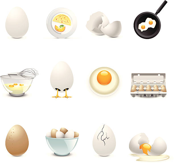 illustrations, cliparts, dessins animés et icônes de œufs - eggs animal egg cracked egg yolk