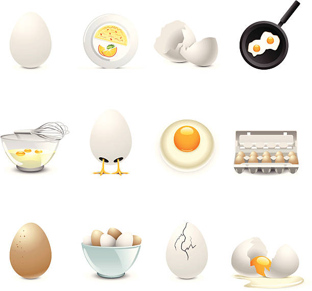 Montage of egg related illustrations http://www.cumulocreative.com/istock/File Types.jpg egg carton stock illustrations
