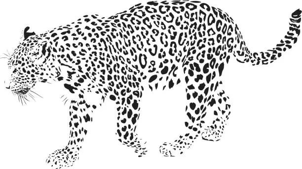 Vector illustration of Leopard illustration (Panthera pardus)