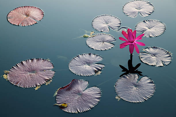 istock Water Lily and Pads 165696289