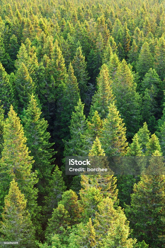 Pine Forest Pine forest at sunrise. Top of the trees brightened by early morning sunlight. Forest Stock Photo