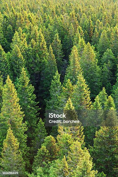 Pine Forest Stock Photo - Download Image Now - Forest, Tree, High Angle View