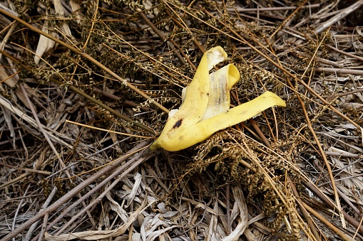 Close up a banana peel on dry grass, selective focus environment concepts.