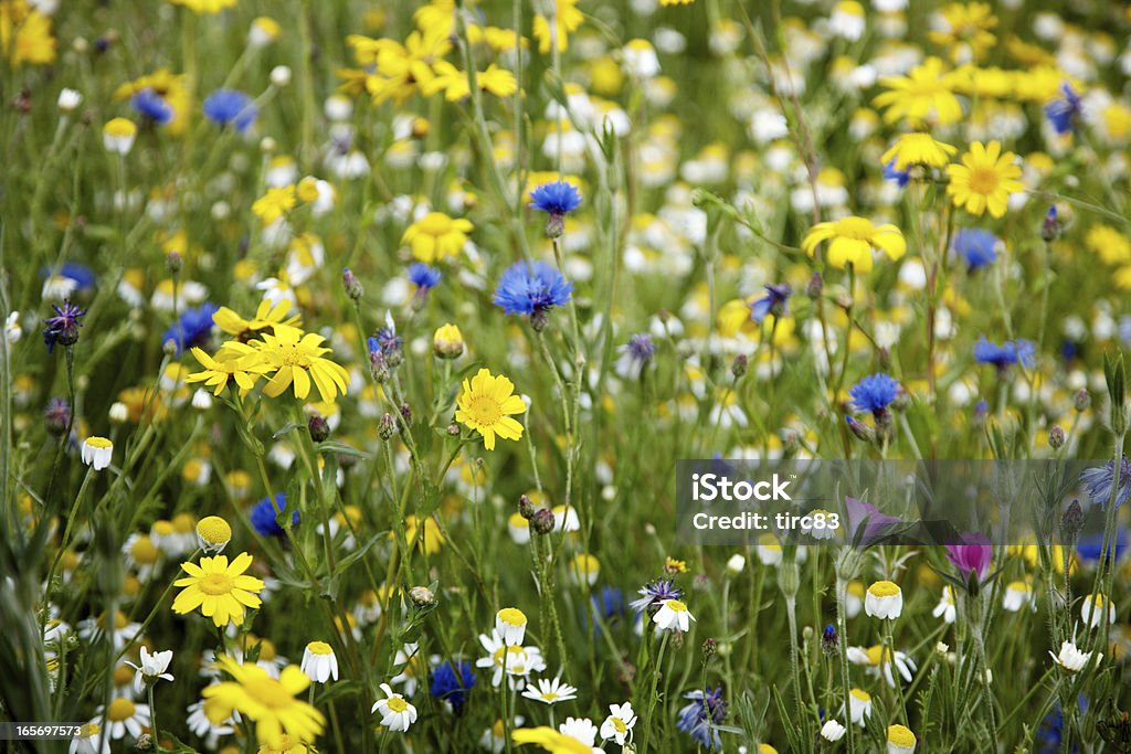 夏の英国の花の牧草地 - キンポウゲのロイヤリティフリーストックフォト