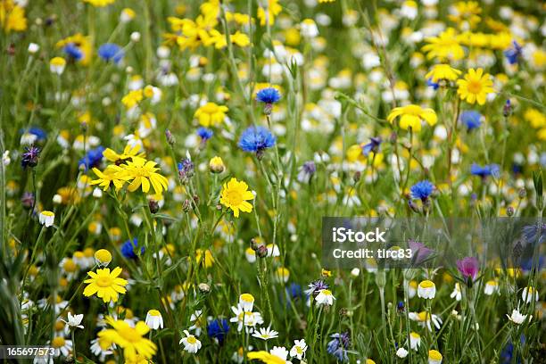 夏の英国の花の牧草地 - キンポウゲのストックフォトや画像を多数ご用意 - キンポウゲ, 野生の花, イギリス