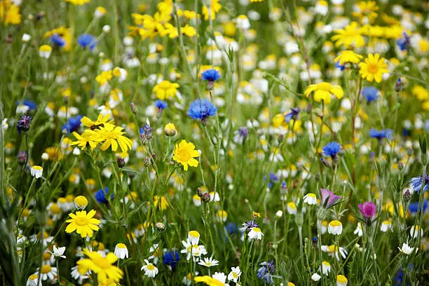 Summer meadow of british wildflowers