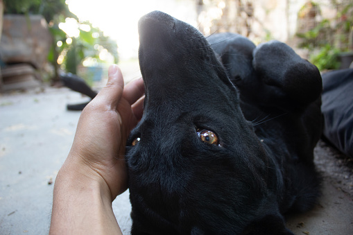 Cute black labrador dog being petted by human's hand, human's body and face are not visible